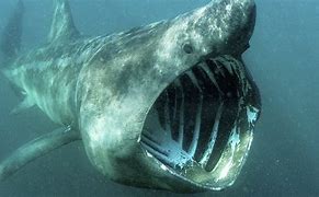 Image result for Top 10 Scariest Sharks