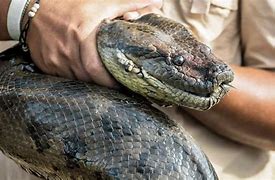 Image result for Largest World Biggest Snake Real