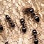 Image result for Ant Trail Print Out