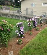 Image result for Chain Link Fence Landscaping Ideas
