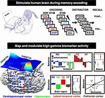 Image result for Human Memory System