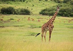 Image result for Masai Mara Giraffe