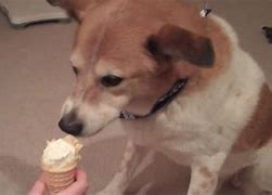 Image result for Dog Ice Cream Cone