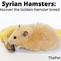 Image result for Golden Long Haired Syrian Hamster