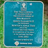 Image result for Apple Falling From Tree Newton