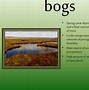 Image result for Swamp Facts