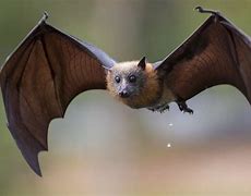 Image result for Bat Spreading Wings