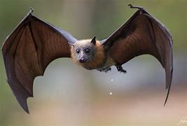 Image result for Bats Paints