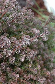 Image result for Chamaecyparis Thyoides Red Star