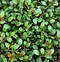Image result for Muehlenbeckia axillaris