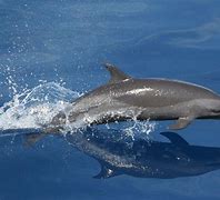 Image result for Delfin Dorado