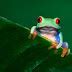 Image result for Funny Frog Pictures