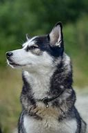 Image result for canine