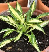 Bildergebnis für Hosta Teeny Weeny Bikini