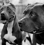 Image result for Angry Dog Pit Bull