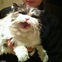 Image result for Angry Little Cat Meme