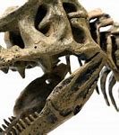 Image result for Dinosaur Bones Pictures