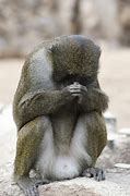 Image result for Apes Praying