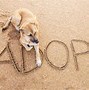Image result for Happy National Dog Day Rescue