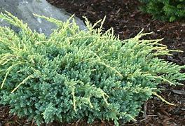 Image result for Juniperus squam. Holger