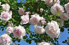 Image result for Most Expensive Rose