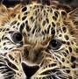 Image result for Big Cat Pictures Free