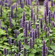 Image result for Agastache Blue Fortune