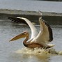 Image result for Pink Pelican