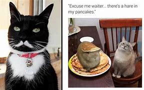 Image result for Dumb Cat Meme