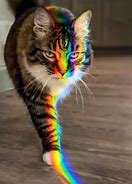 Image result for Rainbow Kittens