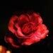 Image result for Black and Red Roses Wallpaper iPhone