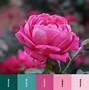 Image result for Rose Pink Colour