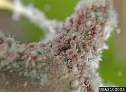 Image result for Aphids On Apple Tree Leaves