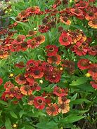 Image result for Helenium Red Jewel