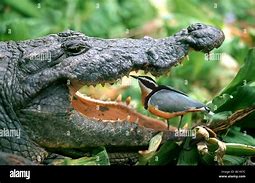 Image result for Plover Cleaning Crocodile Teeth