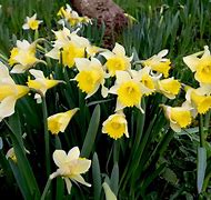 Image result for Narcissus lobularis