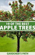 Image result for Different Types of Apple Tree Leaves