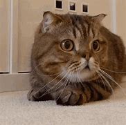 Image result for Animated Scared Cat