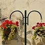 Image result for Best Hanging Basket Plants for Sun