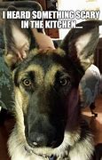 Image result for German Shepherd with Pacifier Meme