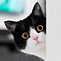 Image result for Funny Cat with Makeup