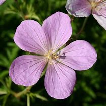 Image result for Geranium clarkei Kashmir Pink
