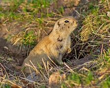 Image result for Animals in the Ground
