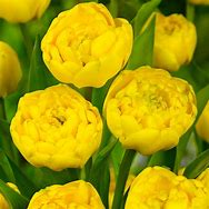 Image result for Tulipa Yellow Pompenette