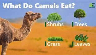 Image result for Camel Food Combination Formula