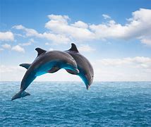 Image result for Dolphin Protection