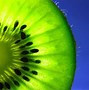 Image result for Aktinidia