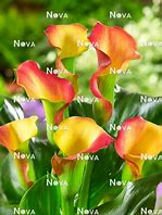 Zantedeschia Lido के लिए छवि परिणाम