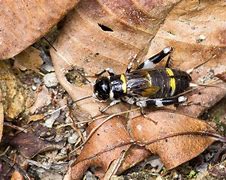 Image result for Colorful Crickets
