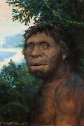 Image result for Proto-Humans
